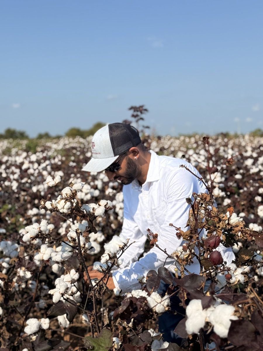 Inspecting open cotton bolls in a field